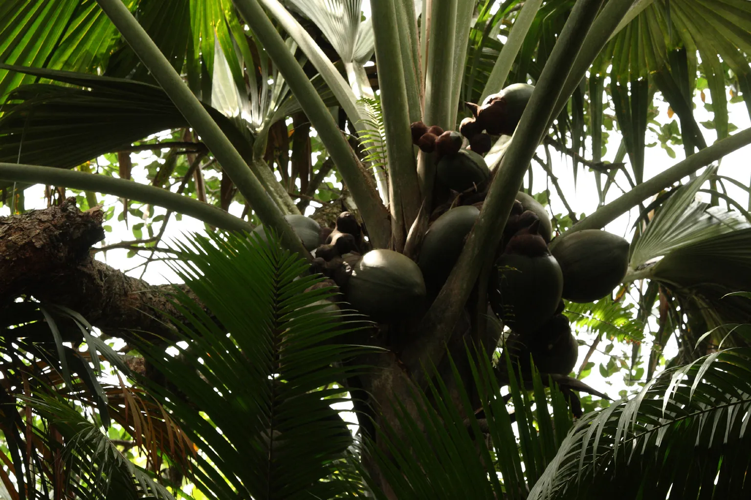 Fruits du cocotier de mer entre les palmes d'un palmier de la vallée de Mai